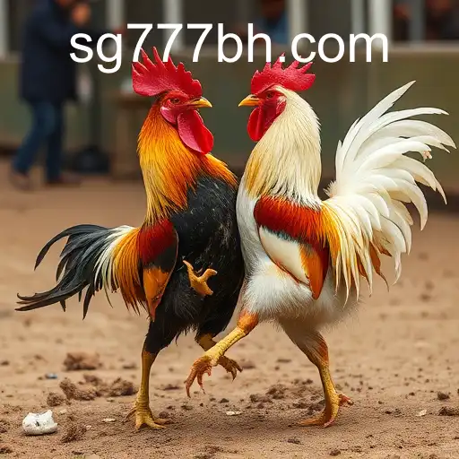 Cockfighting: Tradition and Controversy